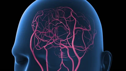 Cerebral Arteries Video stock 196285321