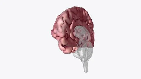 The cerebral cortex, also known as the cerebral mantle, is the outer layer .. Illustrazione stock