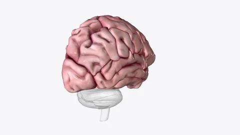 The cerebral cortex, also known as the cerebral mantle, is the outer layer .. Illustrazione stock