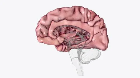The cerebral cortex, also known as the cerebral mantle, is the outer layer .. Illustrazione stock