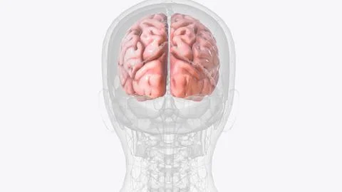 The cerebral cortex, also known as the cerebral mantle, is the outer layer .. Illustrazione stock