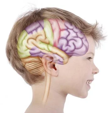  Cerebral cortex Areas of the brain - 6-year-old child. Representation of ... Stock Photos