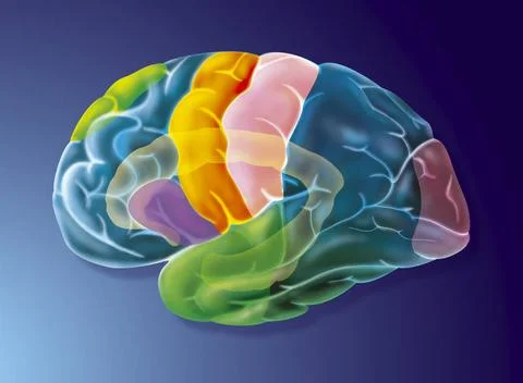  CEREBRAL CORTEX Illustration of the areas of the brain that are active wh... Stock Photos
