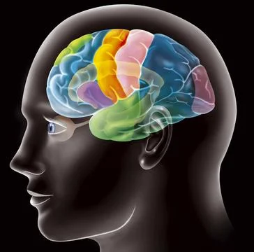  CEREBRAL CORTEX Illustration of the areas of the brain that are active wh... Stock Photos