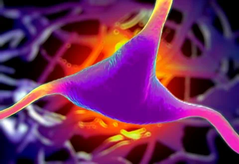 Cerebral cortex nerve cell, illustration Stock Illustration