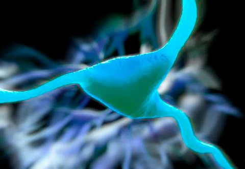 Cerebral cortex nerve cell, illustration Stock Illustration