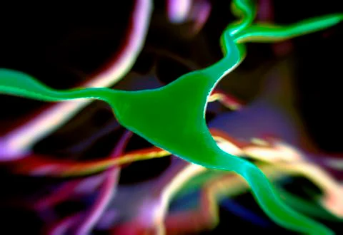 Cerebral cortex nerve cell, illustration Stock Illustration