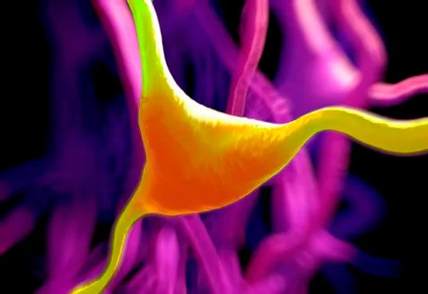 Cerebral cortex nerve cell, illustration Stock Illustration