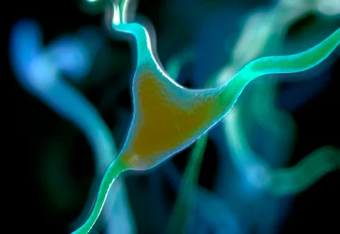 Cerebral cortex nerve cell, illustration Stock Illustration