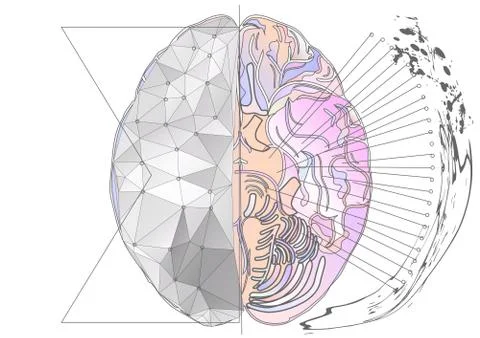 Cerebral hemisphere Illustrazione stock