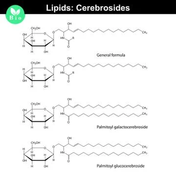 Cerebroside molecules Stock Illustration