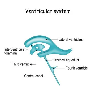 Cerebrospinal fluid and Ventricular system Stock Illustration