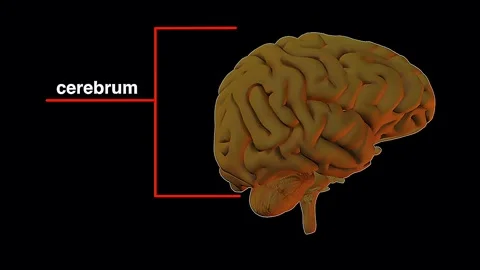Cerebrum of the brain and its functions Stock Footage 333227596
