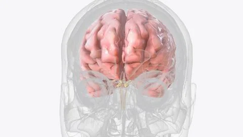 The cerebrum is the largest part of the brain Stock Illustration