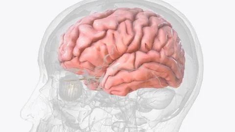 The cerebrum is the largest part of the brain Illustrazione stock