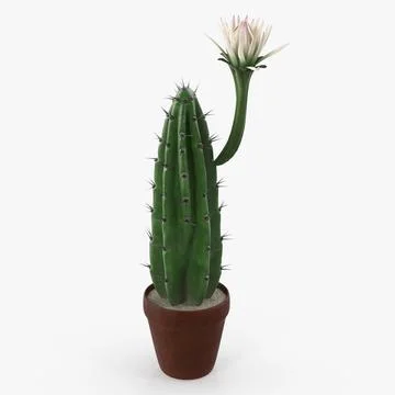 Cereus Blooming Cactus 3D Model