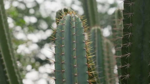 Cereus hexagonus, Columnar structure, ribbed pattern, sharp spines Stock Footage 306201768