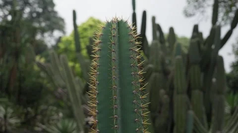 Cereus Hexagonus (Giant Cactus) Stock Footage 312319833
