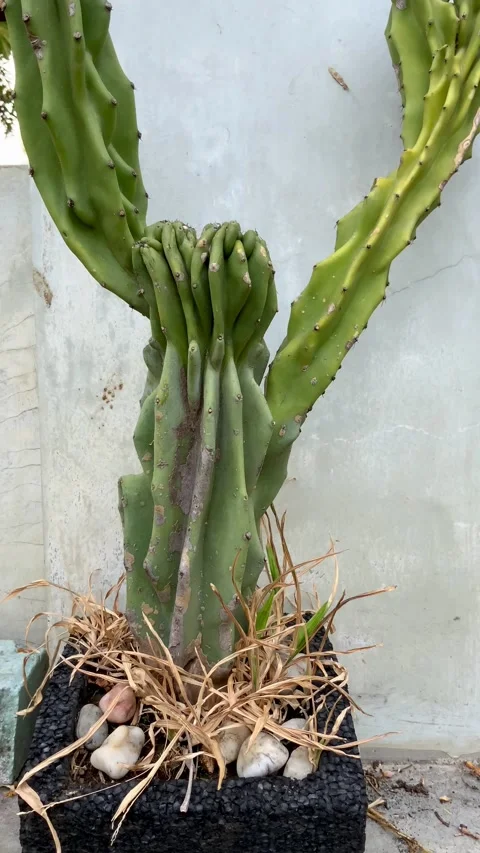 Cereus peruvianus cactus plant in a decorative planter Видео 345787953