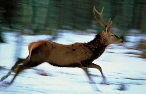 CERF ROUGE cervus elaphus Stock Photos
