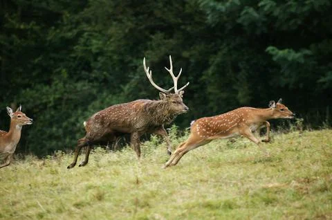 CERF SIKA  cervus nippon Foto stock