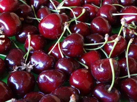 Cerises 写真素材