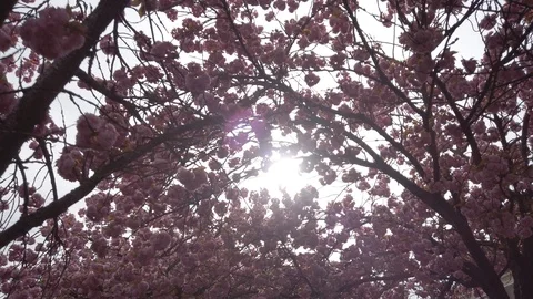 Cerisiers en fleur 01 Stock Footage 106978248