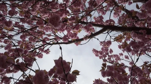 Cerisiers en fleur 02 Stock Footage 106978432