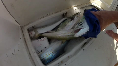 Cero Mackerel Video stock 53892013