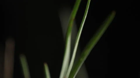 Cerris bark 動画素材 229646784