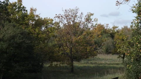 Cerris bark 動画素材 229647237