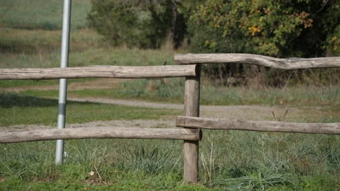 Cerris bark 動画素材 229655413