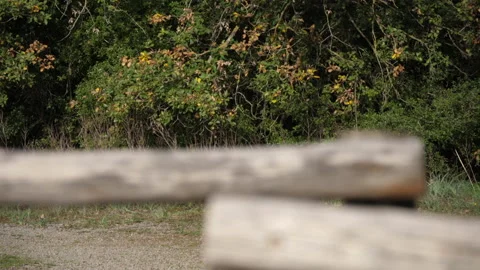 Cerris bark 스톡 동영상 229655508