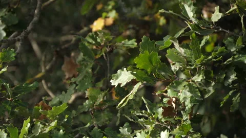 Cerris bark 動画素材 229655637