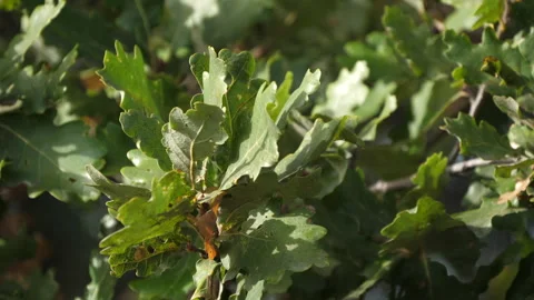 Cerris bark 動画素材 229656090