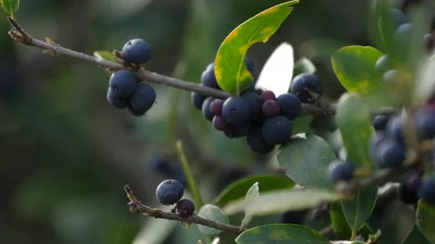 Cerris bark 動画素材 229656712