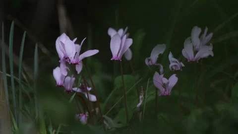 Cerris bark 動画素材 229658029