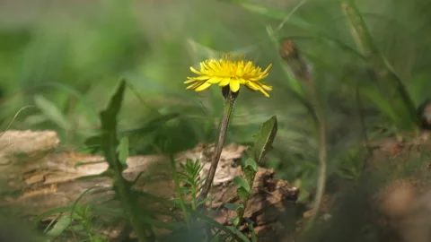 Cerris bark Stock-Footage 229658163