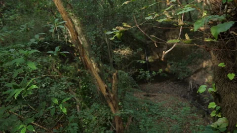 Cerris bark 動画素材 229663036