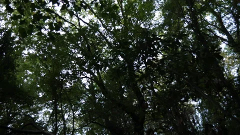 Cerris bark 動画素材 229663456