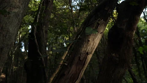 Cerris bark 動画素材 229663547