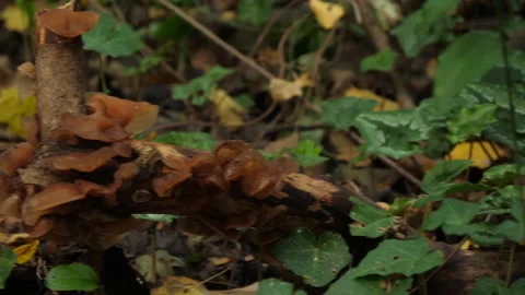 Cerris bark 動画素材 229695987