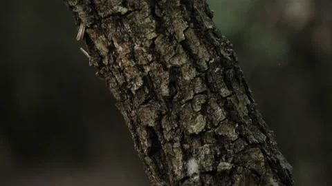 Cerris bark 動画素材 229696026