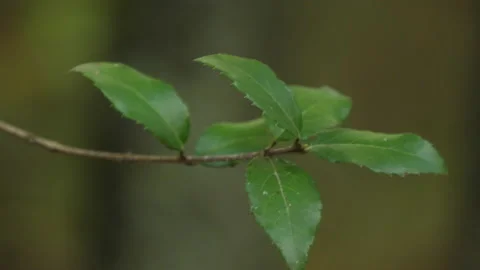 Cerris bark 動画素材 229696126