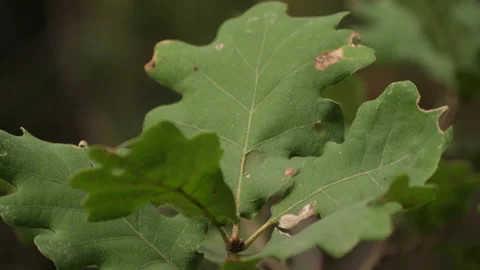 Cerris bark 動画素材 229696132