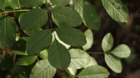 Cerris bark Stock Footage 229696157