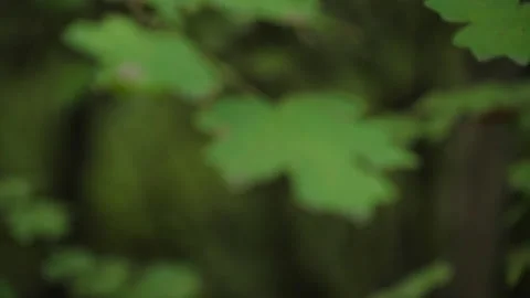 Cerris bark 動画素材 229696231