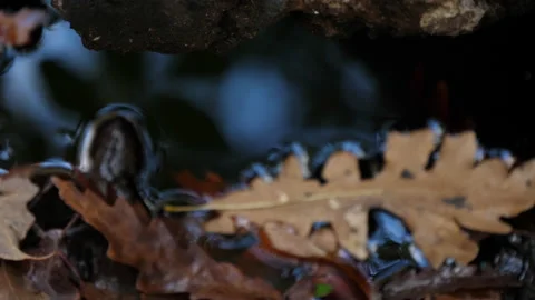 Cerris bark 動画素材 229696245