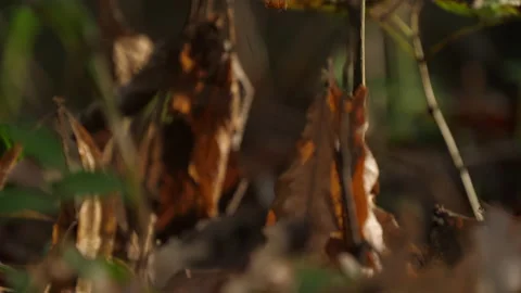 Cerris bark 動画素材 229696257