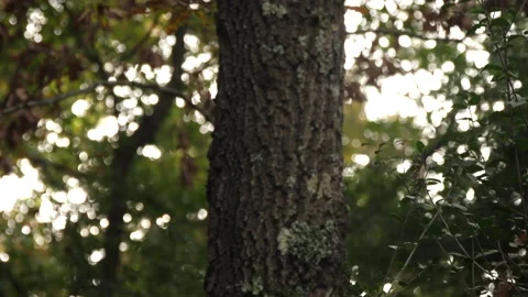 Cerris bark 動画素材 229696506